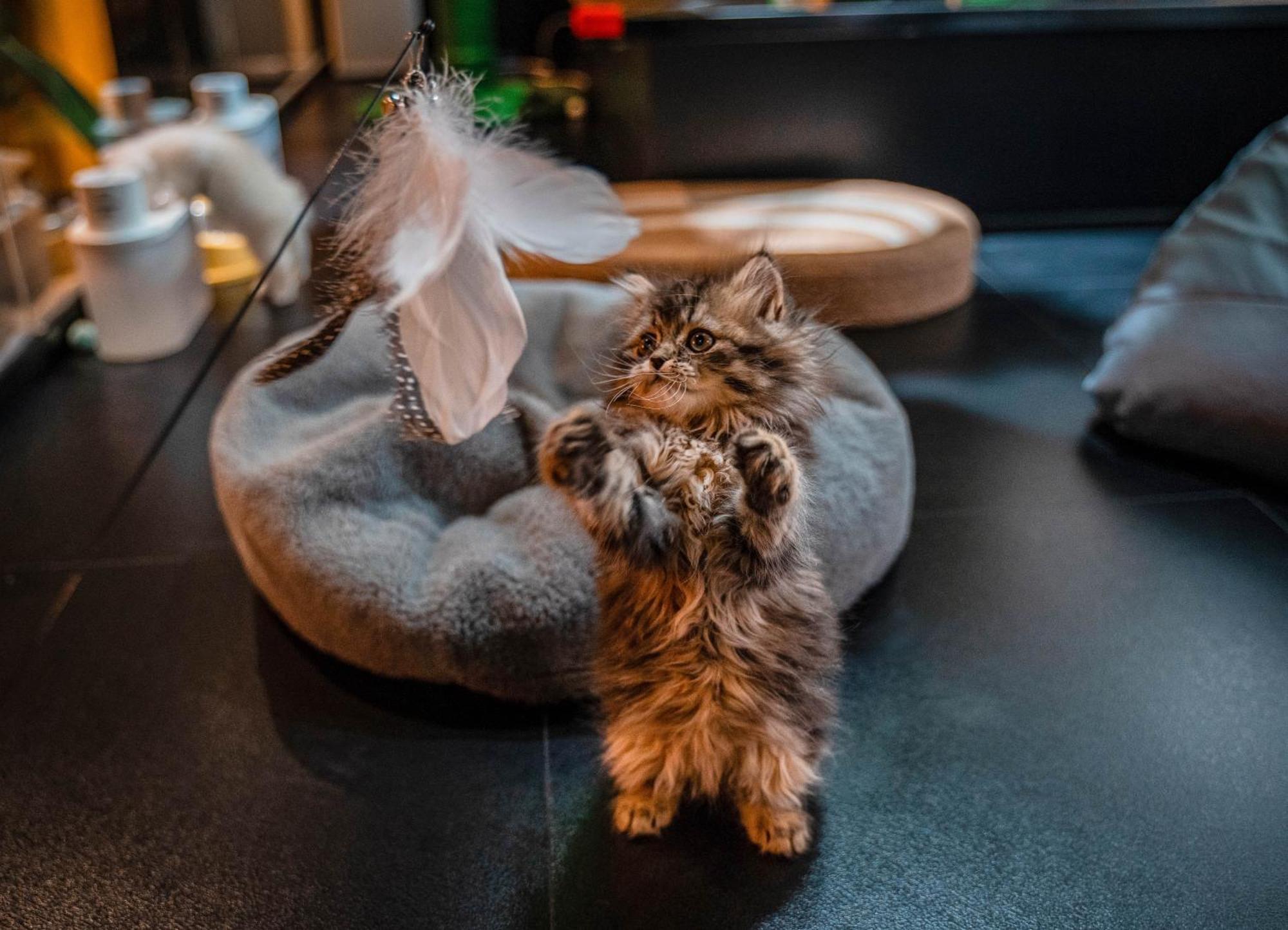 Hesu Designer Hotel & Suites -Near Xi'An Drum Tower And Yongning Gate -Free Laundry Luggage Storage -Kitty Cafe With Freshly Ground Coffee -24H Front Desk -English Service Xi'an (Shaanxi) Exterior foto