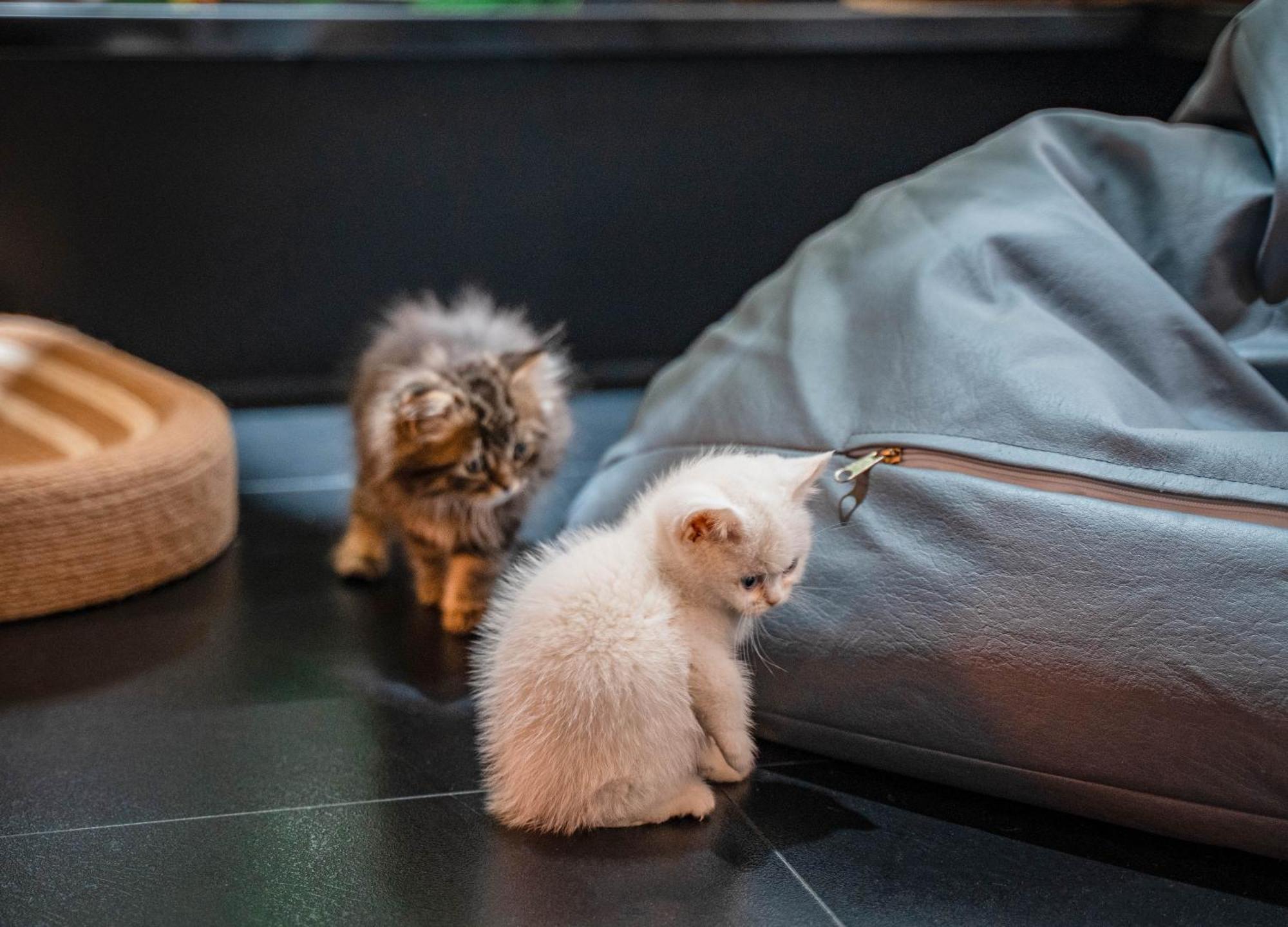 Hesu Designer Hotel & Suites -Near Xi'An Drum Tower And Yongning Gate -Free Laundry Luggage Storage -Kitty Cafe With Freshly Ground Coffee -24H Front Desk -English Service Xi'an (Shaanxi) Exterior foto