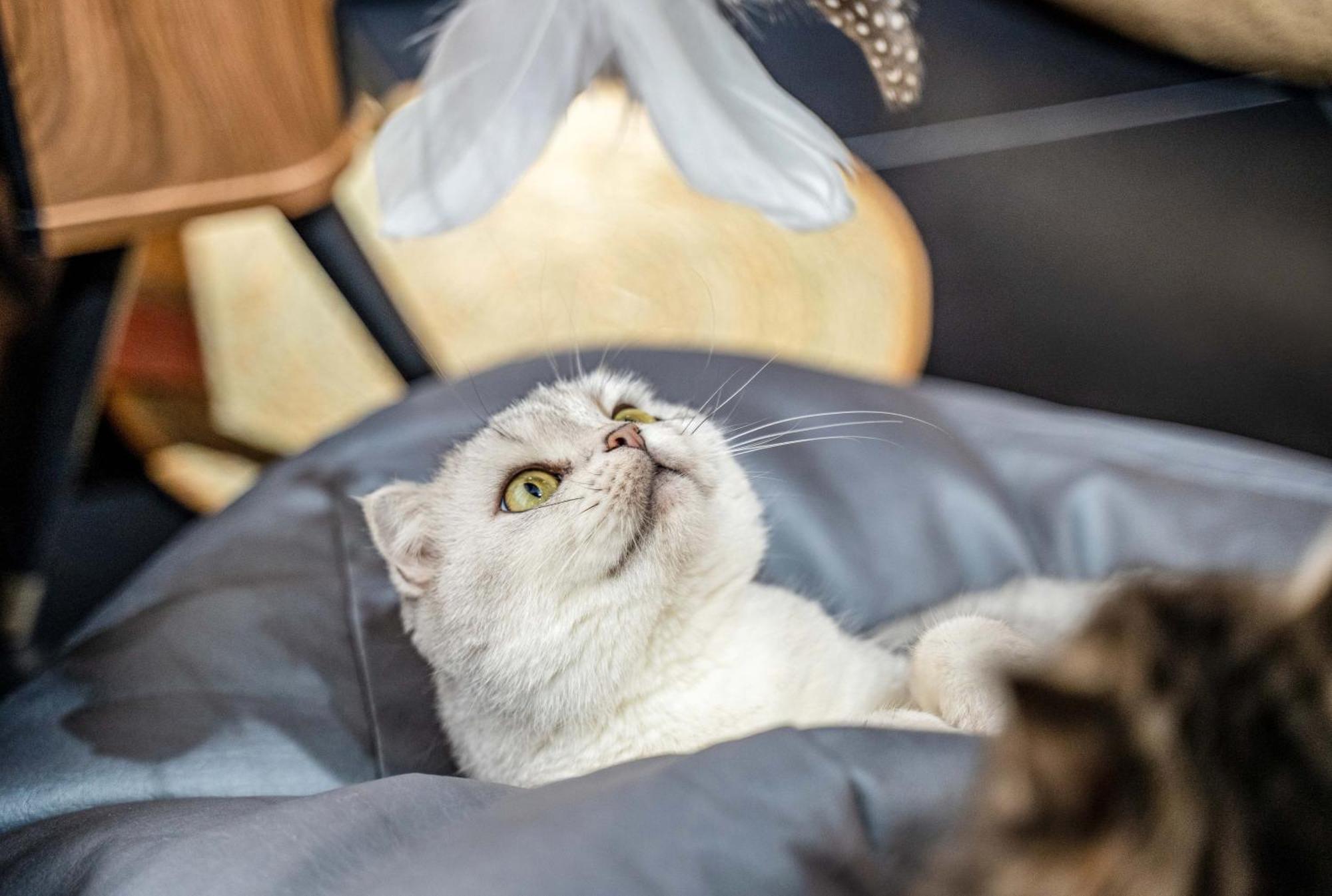 Hesu Designer Hotel & Suites -Near Xi'An Drum Tower And Yongning Gate -Free Laundry Luggage Storage -Kitty Cafe With Freshly Ground Coffee -24H Front Desk -English Service Xi'an (Shaanxi) Exterior foto